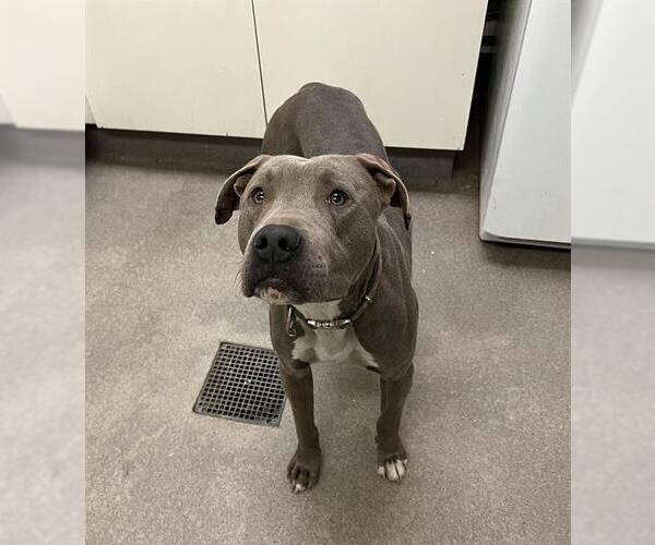 Medium Photo #1 Mutt Puppy For Sale in HESPERIA, CA, USA