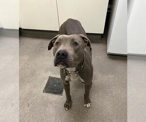 Mutt Dogs for adoption in HESPERIA, CA, USA