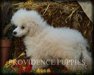 Small Photo #86 Poodle (Miniature) Puppy For Sale in COPPOCK, IA, USA