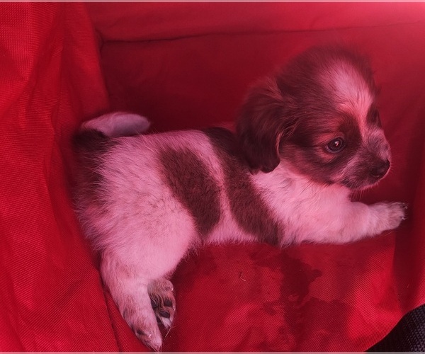 Medium Photo #3 Schweenie Puppy For Sale in BOWLING GREEN, KY, USA