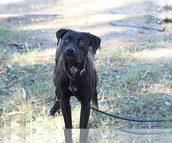 Medium Photo #1 Mutt Puppy For Sale in El Centro, CA, USA