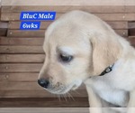 Small #4 Labrador Retriever