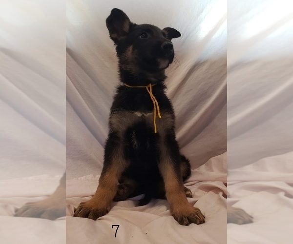 Medium Photo #3 German Shepherd Dog Puppy For Sale in CLANTON, AL, USA