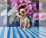 Small #3 Chihuahua