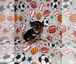 Puppy Travis Shorkie Tzu