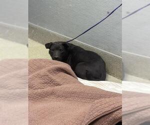 Mutt Dogs for adoption in Las Vegas, NV, USA