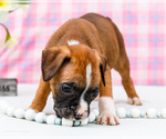 Small Photo #87 Boxer Puppy For Sale in WAKARUSA, IN, USA
