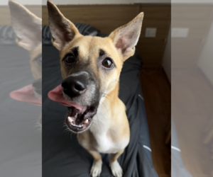 TEDDY - Female Mutt Dog for Adoption - Photo #3