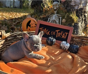 French Bulldog Puppy for sale in COLUMBIA FALLS, MT, USA
