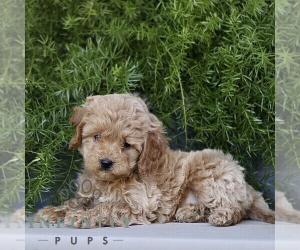 Medium Photo #3 Cavapoo Puppy For Sale in PARADISE, PA, USA
