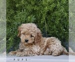 Small #2 Cavapoo