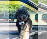 Small Photo #4 Maltipoo Puppy For Sale in ALBUQUERQUE, NM, USA