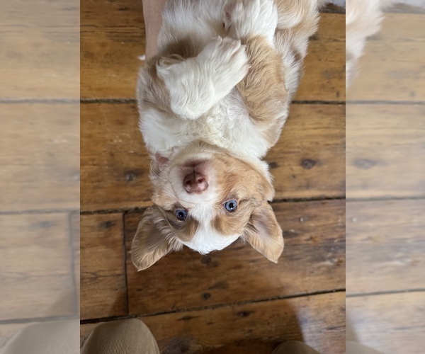 Medium Photo #3 Aussie-Corgi Puppy For Sale in ESPERANCE, NY, USA