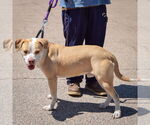 Small #4 American Staffordshire Terrier-Boxer Mix