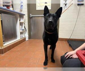 German Shepherd Dog Dogs for adoption in Camarillo, CA, USA