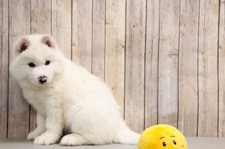 Huskimo Puppy for sale in PORTSMOUTH, OH, USA