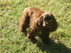 Small Photo #8 Cocker Spaniel Puppy For Sale in BEECH ISLAND, SC, USA