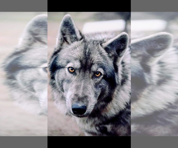 Medium Photo #1 Wolf Hybrid Puppy For Sale in RICHMOND, KY, USA