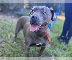 Labrador Retriever-Staffordshire Bull Terrier Mix Dogs for adoption in Tavares, FL, USA