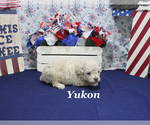 Small #4 Poodle (Toy)