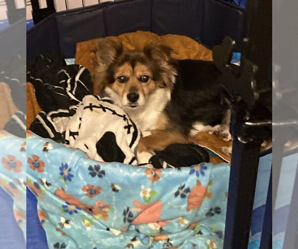 Medium Photo #3 Mutt Puppy For Sale in Aurora, IN, USA