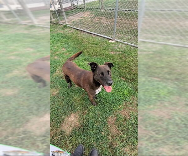 Medium Photo #1 Labrador Retriever-Unknown Mix Puppy For Sale in Corpus Christi, TX, USA