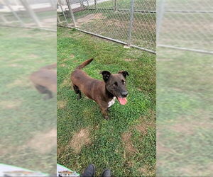 Labrador Retriever-Unknown Mix Dogs for adoption in Corpus Christi, TX, USA