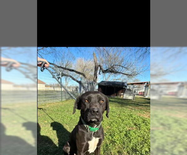 Medium Photo #2 Labrador Retriever-Unknown Mix Puppy For Sale in Brewster, NY, USA