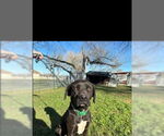 Small #1 Labrador Retriever Mix