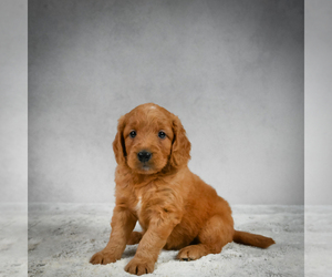 Goldendoodle Puppy for sale in SOMERSET, OH, USA