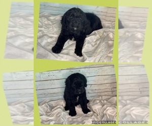Newfoundland Puppy for sale in ADAMS, TN, USA