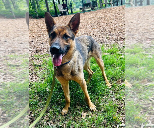 Medium Photo #3 German Shepherd Dog Puppy For Sale in Brewster, NY, USA
