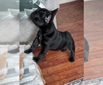 Small Photo #4 French Bulldog Puppy For Sale in LINDENWALD, OH, USA