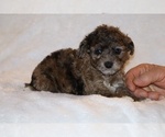 Small #7 Poodle (Toy)