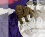 Small Photo #14 Poodle (Standard) Puppy For Sale in BARTLETT, TX, USA