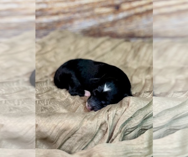 Medium Photo #23 Goldendoodle (Miniature) Puppy For Sale in HALTOM CITY, TX, USA