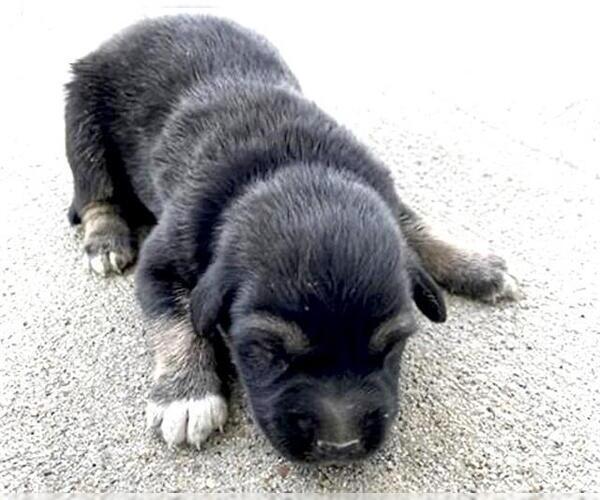 Medium Photo #2 German Shepherd Dog Puppy For Sale in Houston, TX, USA