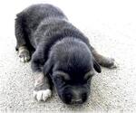 Small #1 German Shepherd Dog