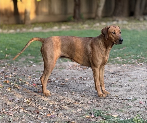 Medium Photo #1 Labrador Retriever-Rhodesian Ridgeback Mix Puppy For Sale in FRESNO, CA, USA