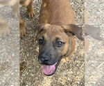 Small #1 German Shepherd Dog Mix