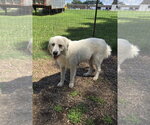 Small #3 Great Pyrenees