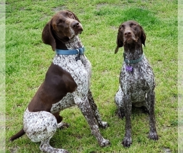 Medium Photo #2 German Shorthaired Pointer Puppy For Sale in CELINA, TX, USA