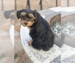 Small #3 Yorkshire Terrier