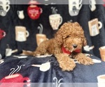 Small #3 Cavapoo