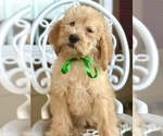 Small Photo #3 Labradoodle Puppy For Sale in COVINGTON, TX, USA