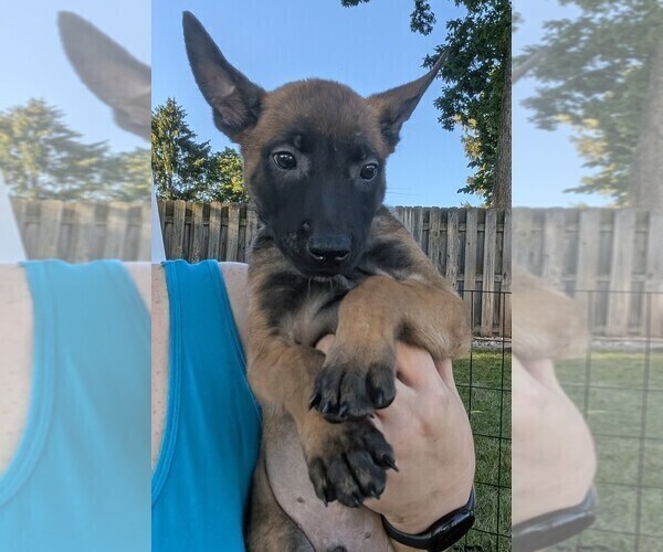 Medium Photo #23 Belgian Malinois Puppy For Sale in OSHKOSH, WI, USA