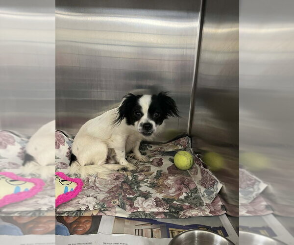 Medium Photo #6 Mutt Puppy For Sale in Candler, NC, USA