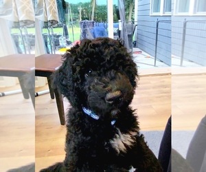 Portuguese Water Dog Puppy for sale in KENOSHA, WI, USA