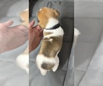 Small Photo #5 Jack Russell Terrier Puppy For Sale in FREEMAN, MO, USA