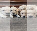 Small Photo #10 Golden Retriever Puppy For Sale in SACRAMENTO, CA, USA